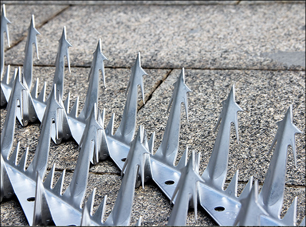 Deterrent fencing spikes against pigeons and other birds